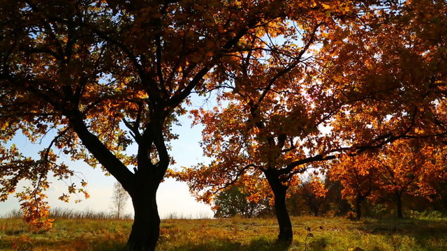 beautiful autumn trees with sun shining - dolly shot
