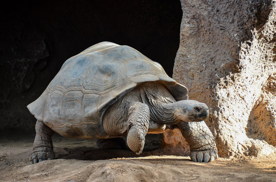 Galapgos Earth Tortoise Turtle