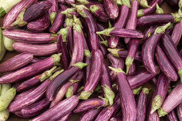 Group of aubergine