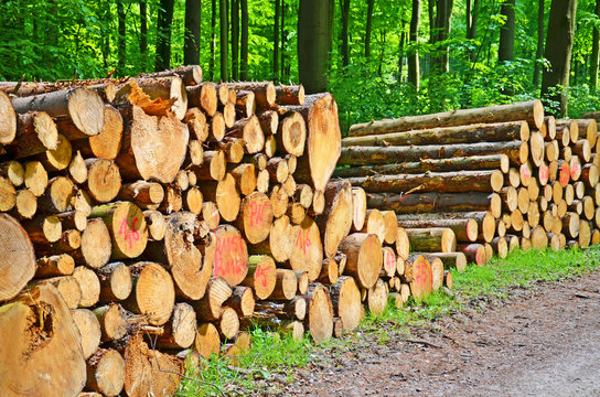 Holzstapel im Wald
