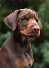 Puppy doberman pinscher 2 month old