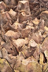 closeup of canary palm bark (canariensis phoenix)