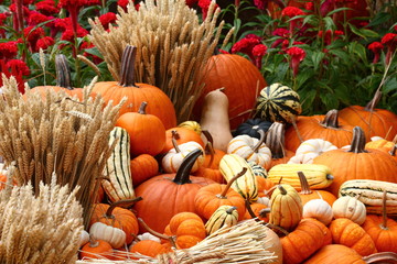 Harvest time at farm
