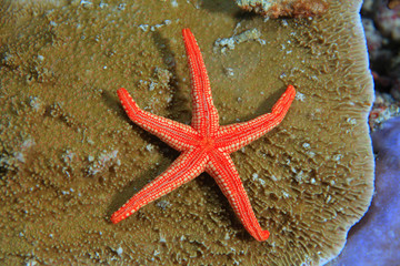 Noduled sea star (Fromia nodosa) on stony coral 