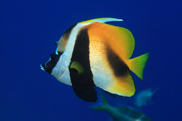 Masked bannerfish (Heniochus monoceros) in the tropical waters of the indian ocean 