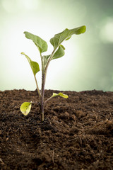 single eggplant seedling