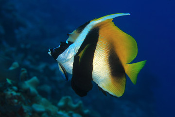 Fototapeta na wymiar Masked bannerfish (Heniochus monoceros) 