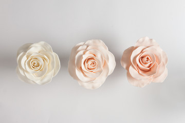 Roses on a white background