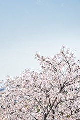 fresh Korean cherry blossoms in full bloom