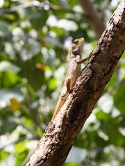 Basking Oriental Garden Lizard on branch