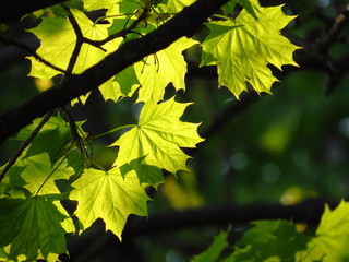 ветви клёна