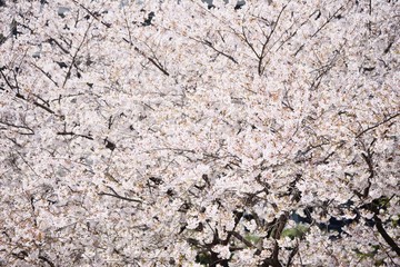 fresh Korean cherry blossoms in full bloom