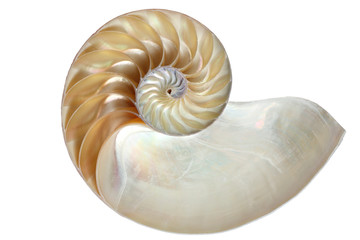 Inside view of a nautilus shell - obrazy, fototapety, plakaty
