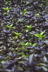 Basil in a greenhouse.