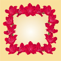 Frame with red Rhododendron vector