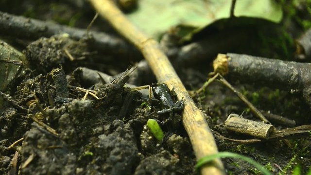 kleiner, winziger Frosch/Kr&ouml;te h&uuml;pft hoch