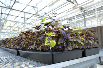 Basil in a greenhouse.
