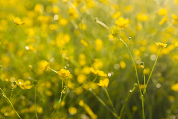 wallpaper with buttercups
