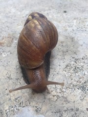 snail