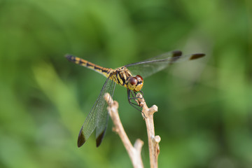 dragonfly on a branch