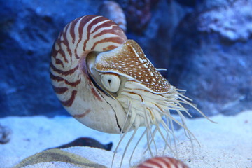 Nautilus with extended tentacles - obrazy, fototapety, plakaty