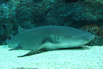 Nurse shark resting on bottom