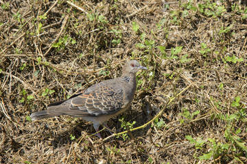 closeup of a rofous turtle dove