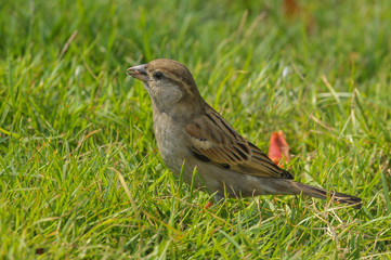 House sparrow female