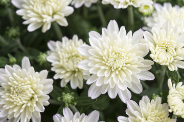 closeup of white chrysanthemum flower