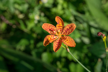 closeup of blackberry lily flower