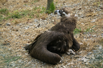 Aegypius monachus in the zoo
