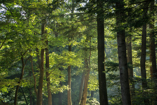 trees in a forest