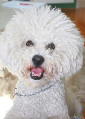 cute male Bichon Frisé