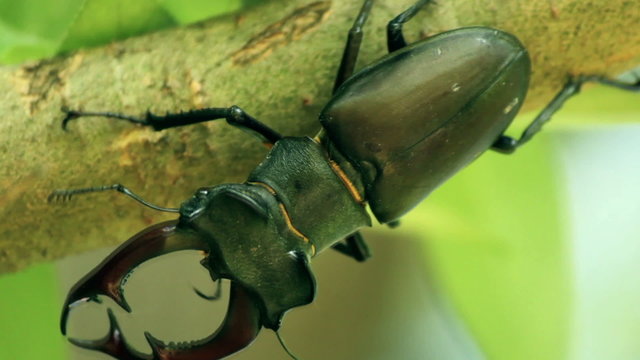 The Stag beetle. Lucanus cervus