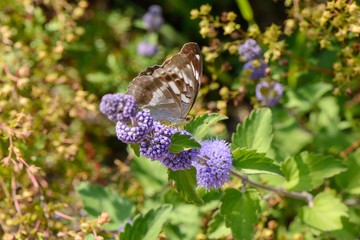 Caryopteris incana flowrs with a butterfly