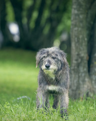 Old English sheepdog resting in green grass