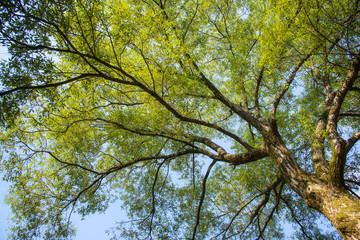 branches with sunshine