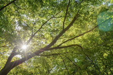 branches with sunshine