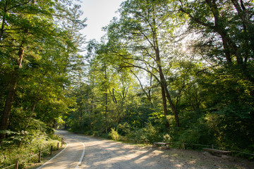 Fototapeta na wymiar road in a forest
