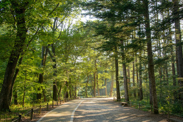 road in a forest