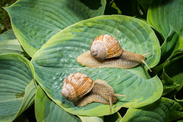Garden snail moving slowly across a dewy hosta leaf in the Spring