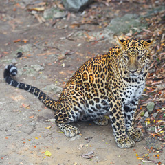 leopard with shallow depth of field