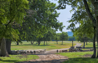 Herd of sheep on the watering place