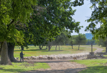 shepherd and herd of sheep on the watering place