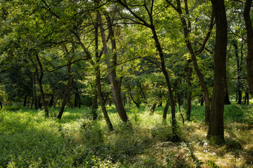 Fototapeta na wymiar trees in a forest