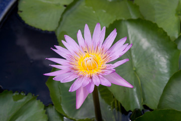 Lotuslume