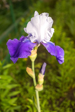 blue and white iris flower on a natural green grass background