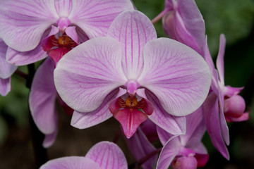 Orchidee