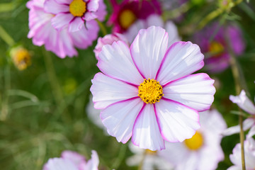 Fototapeta premium cosmos flower
