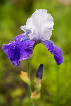 blue and white iris flower on a natural green grass background